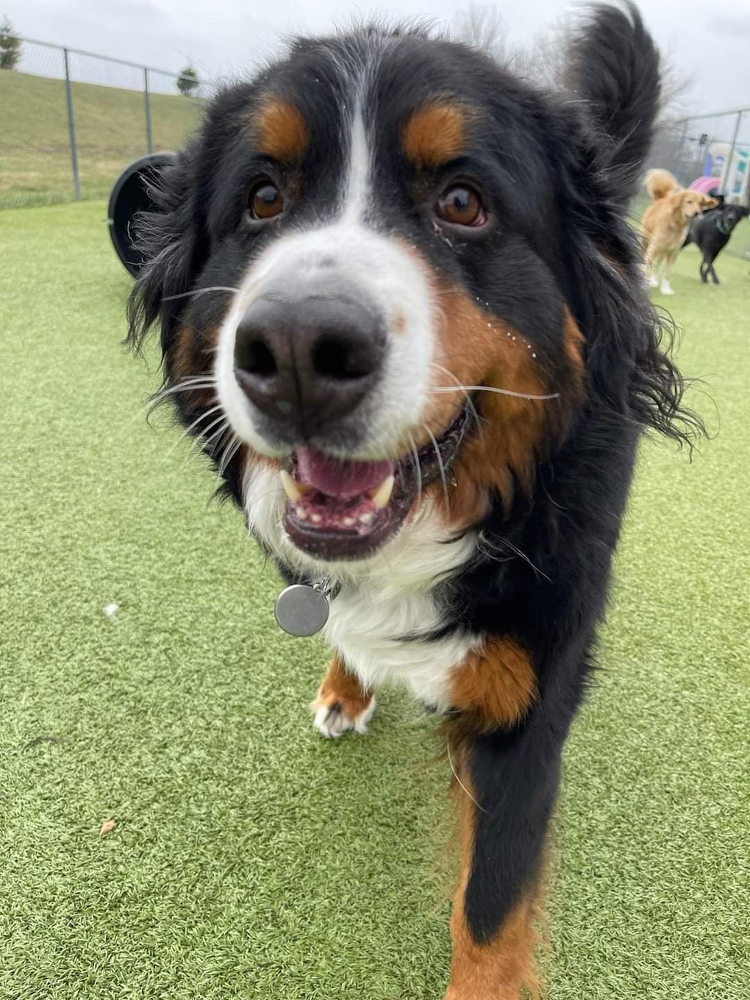 A close up of a dog standing on top of a lush green field.