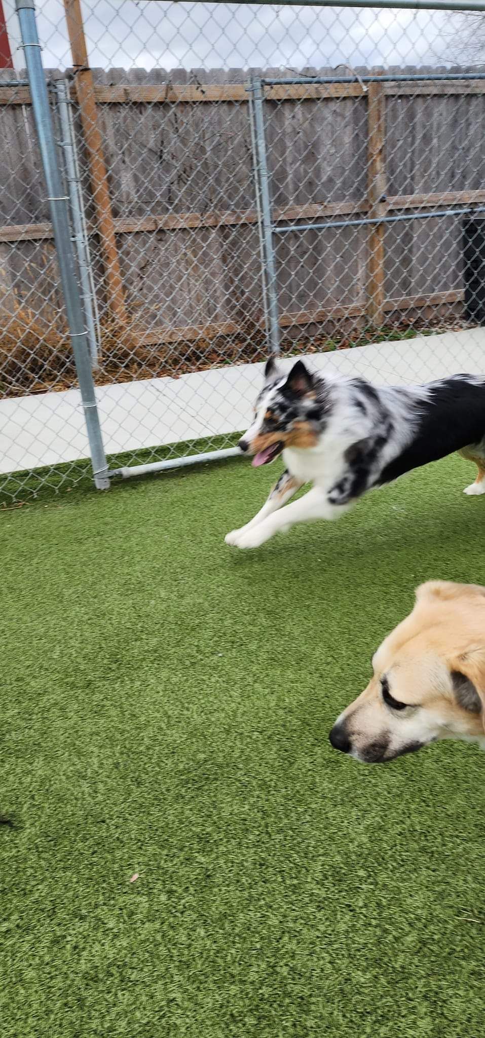 Two dogs are playing on a lush green field.
