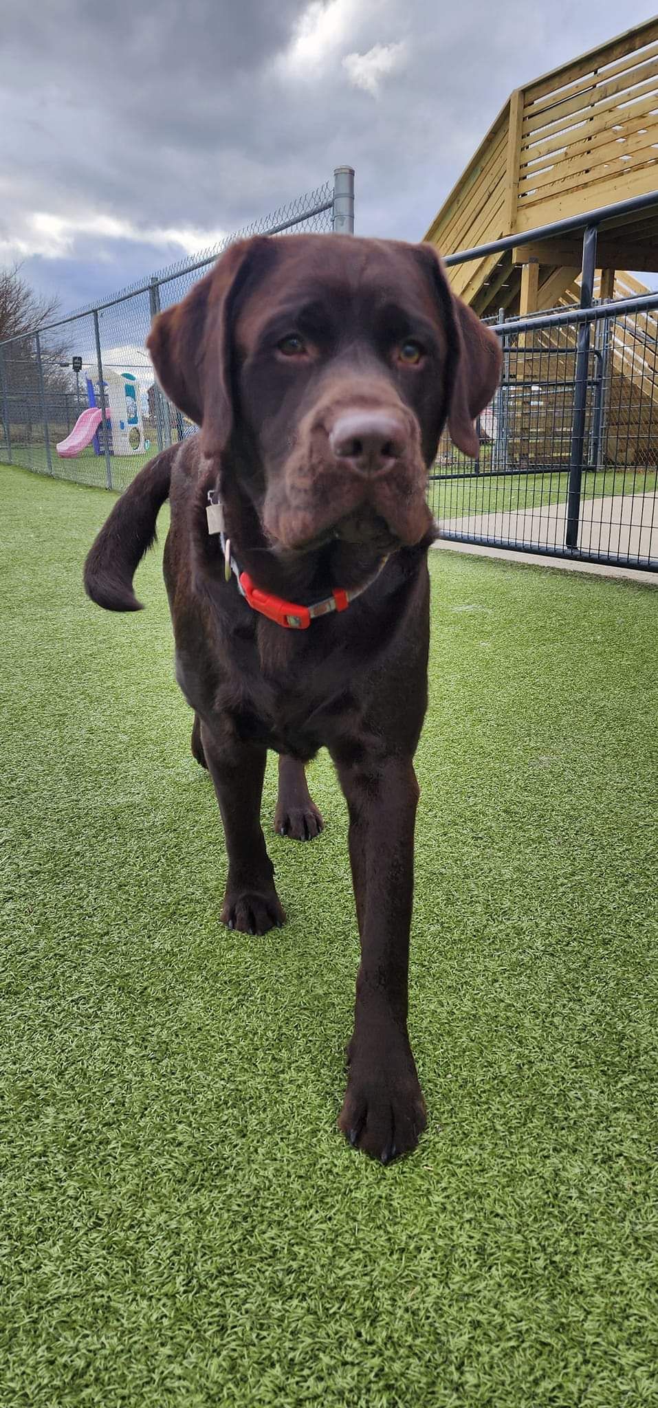 A brown dog is standing on top of a lush green field.