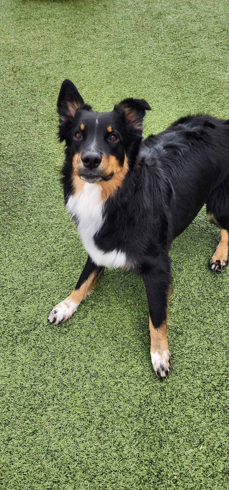 A black and brown dog is laying on top of a lush green field.