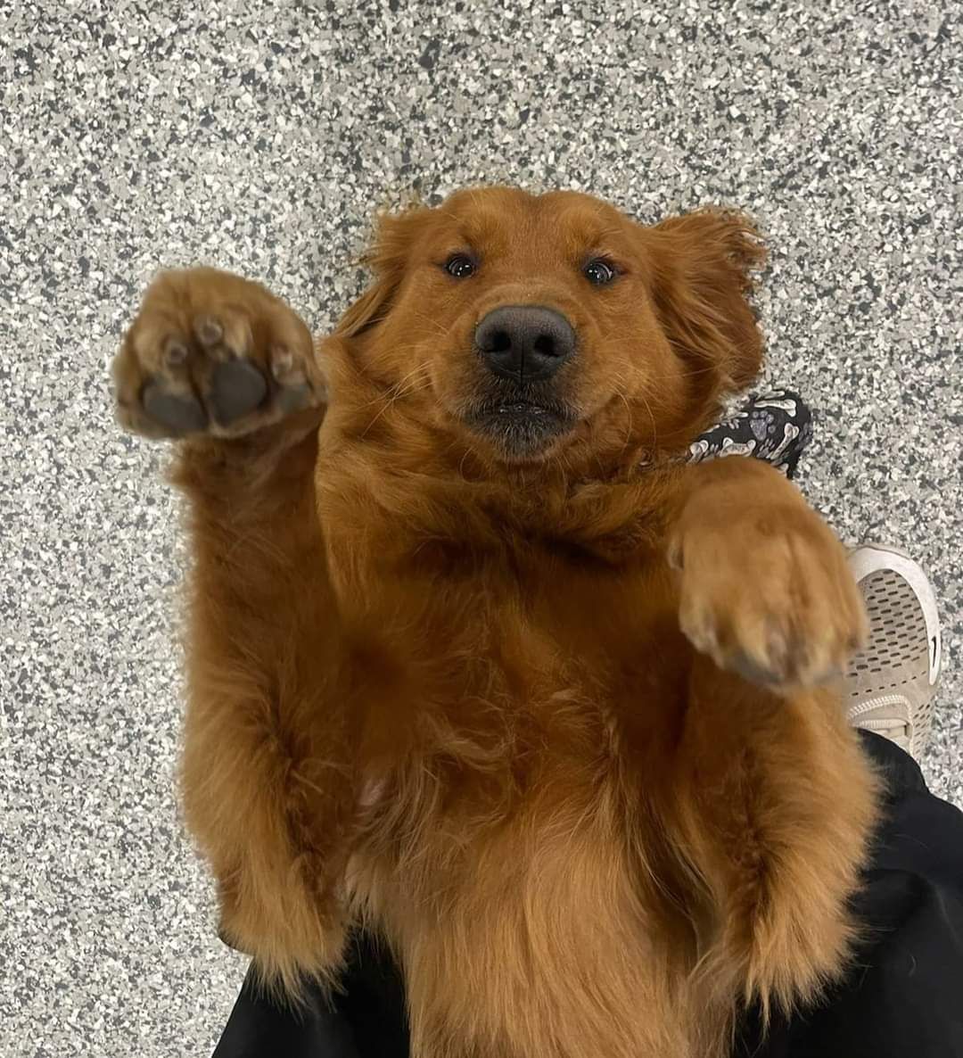 A brown dog is laying on its back on a person 's lap.
