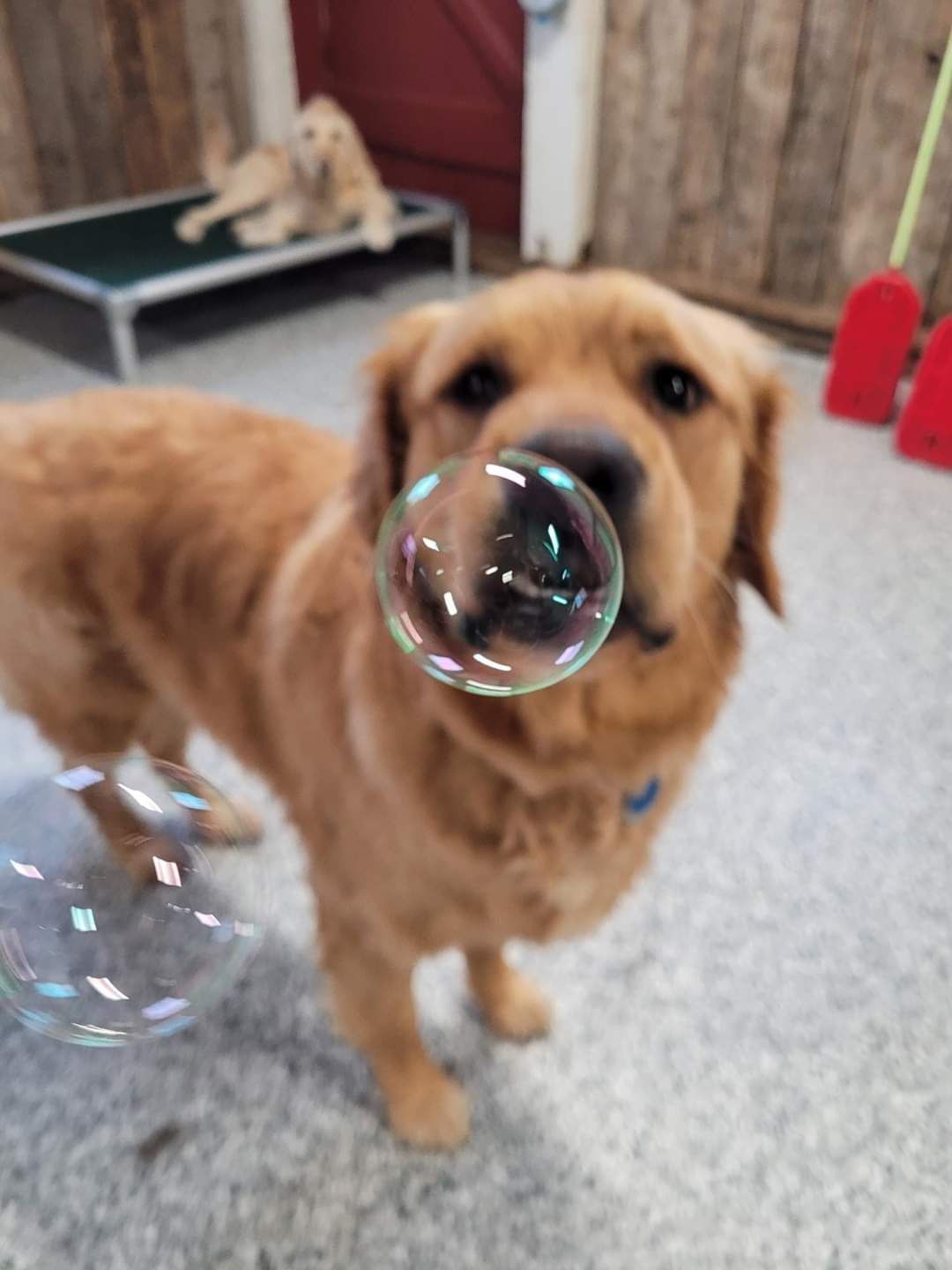 A dog blowing a soap bubble in its mouth