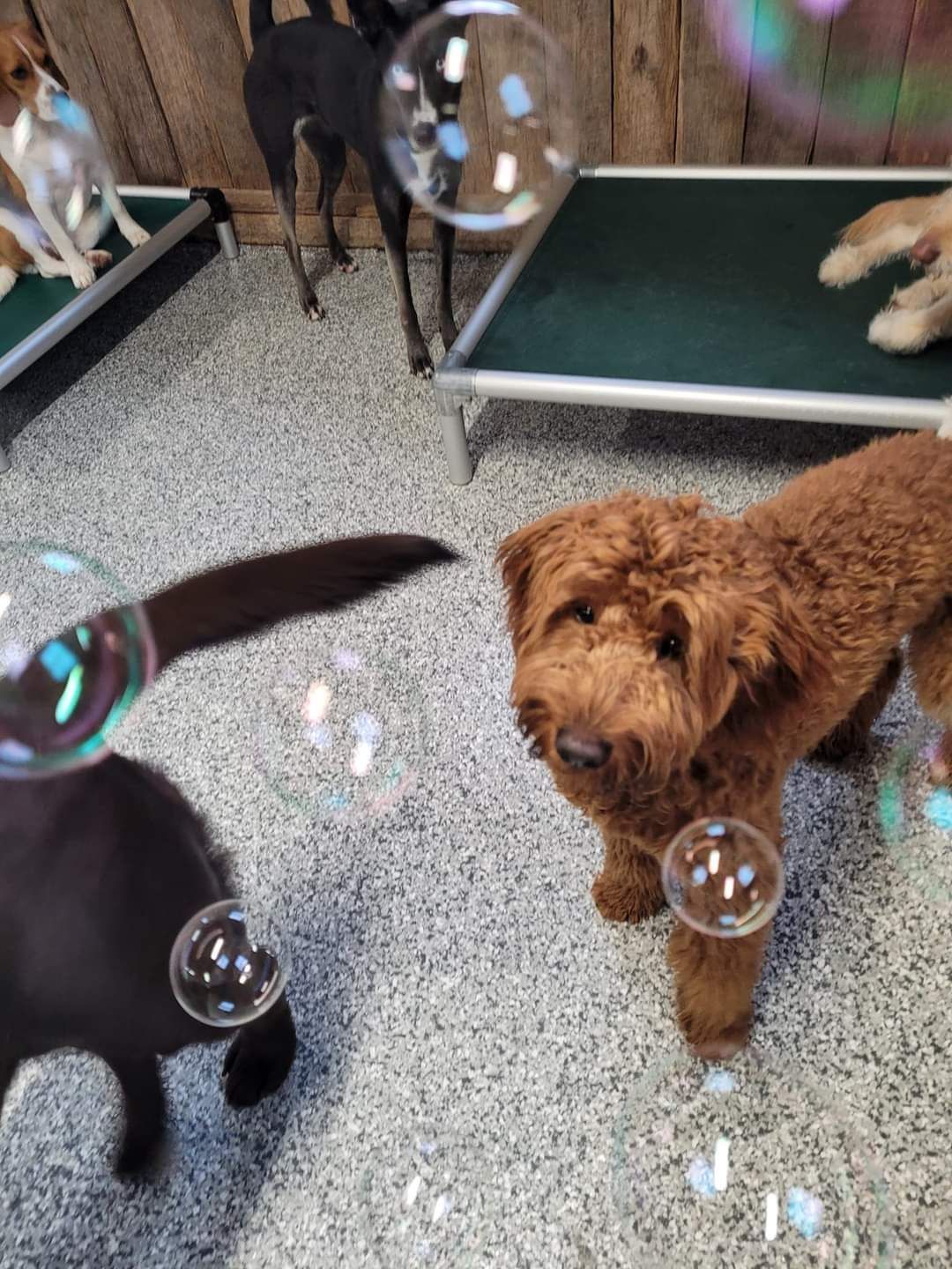 A group of dogs are playing with soap bubbles in a room.