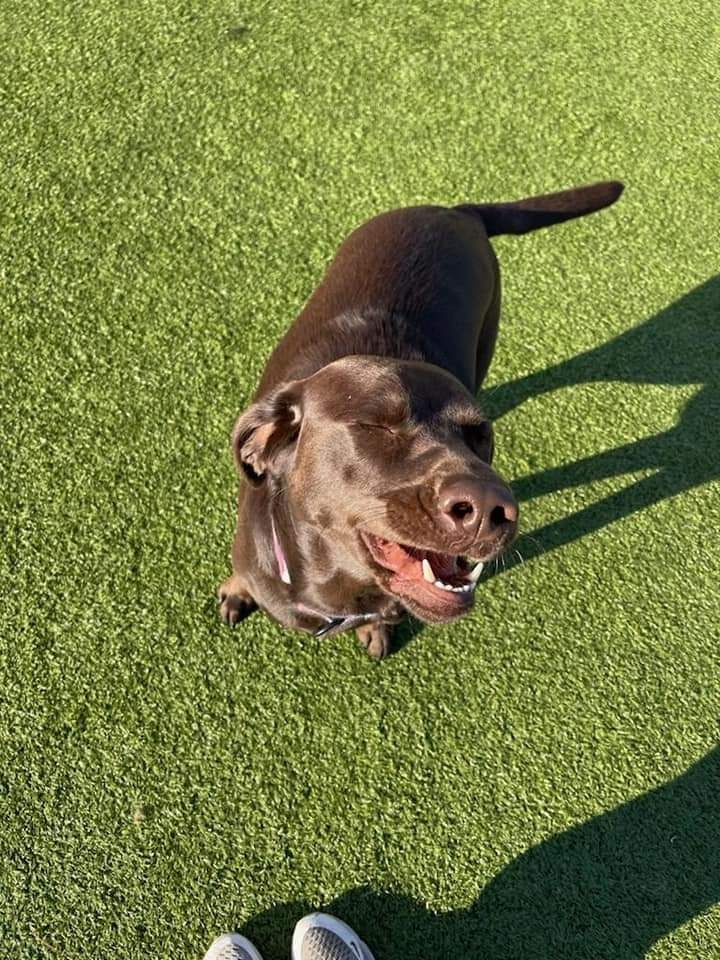 A brown dog is sitting on top of a lush green field.