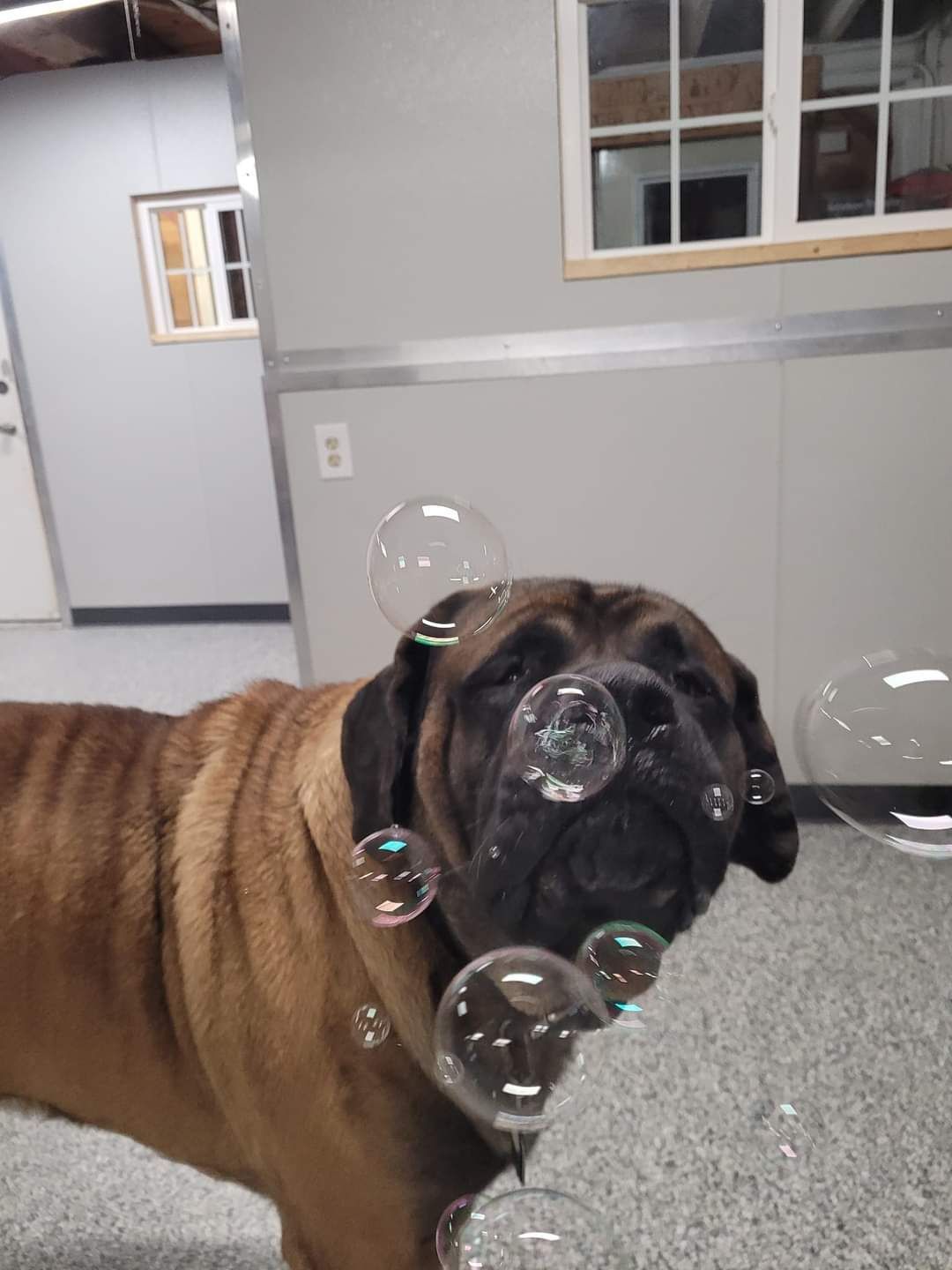 A dog with soap bubbles coming out of its nose