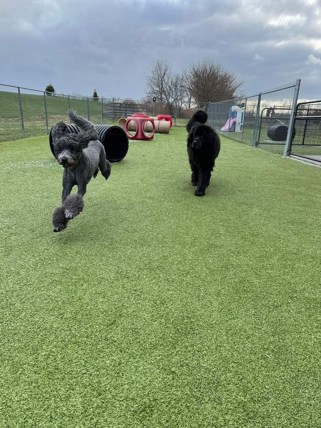 Two small dogs are running in a dog park.