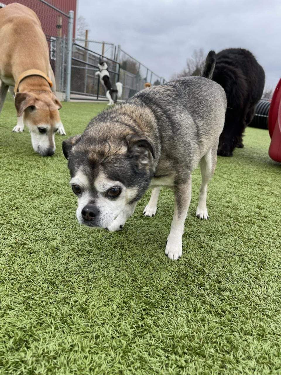 A group of dogs are standing on a lush green field.