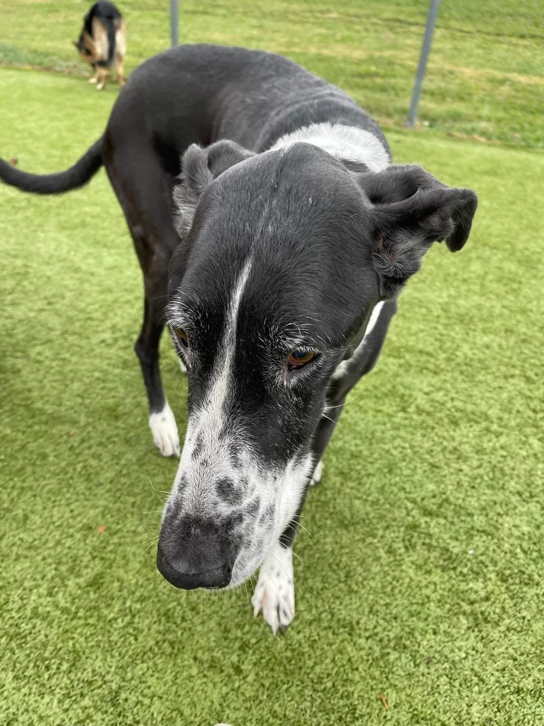 A black and white dog is standing on top of a lush green field.