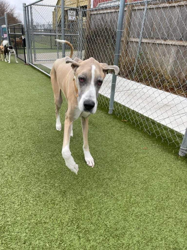 A brown and white dog is standing on a lush green field next to a chain link fence.