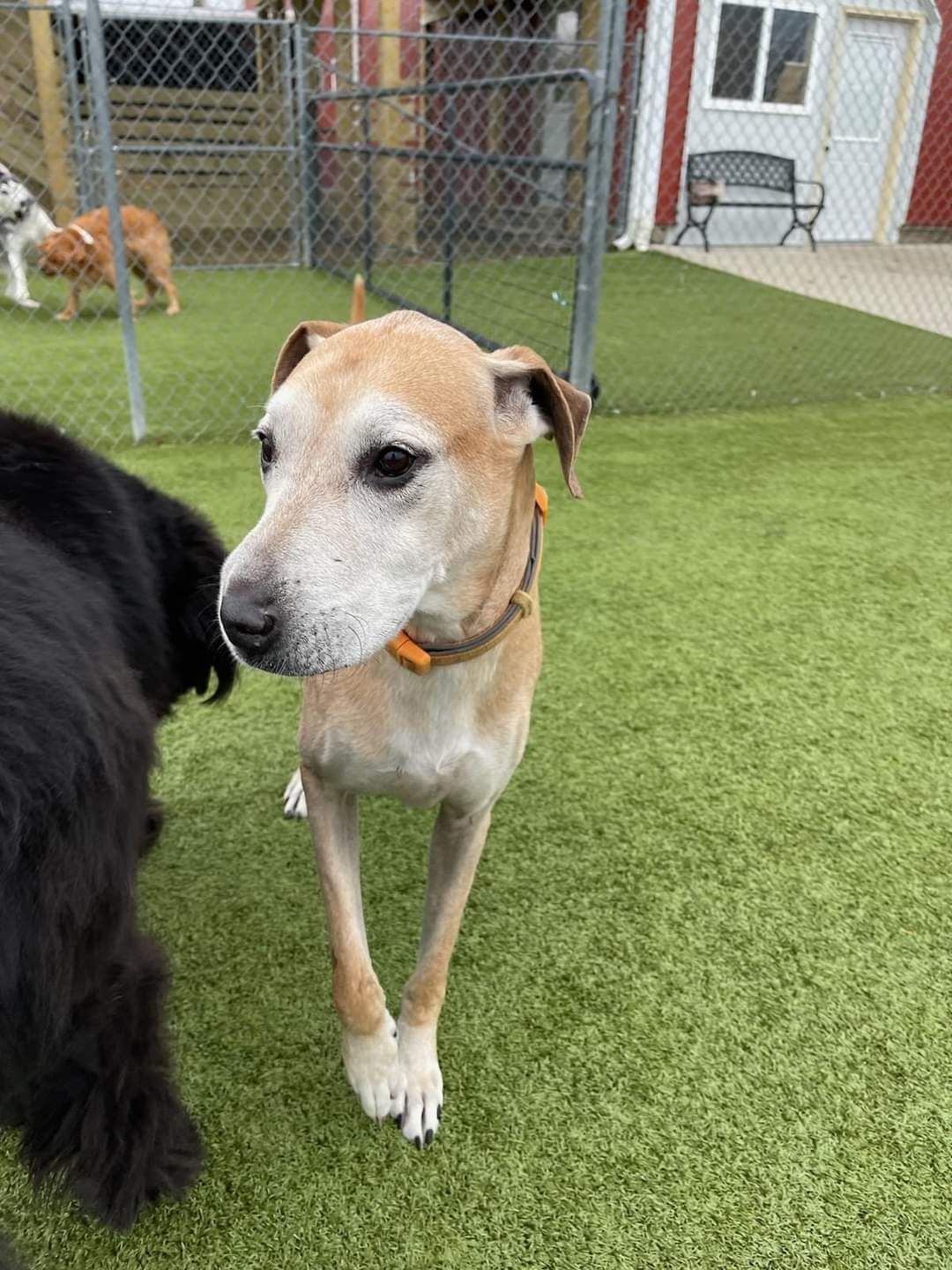 A dog is standing on a lush green field next to a black dog.