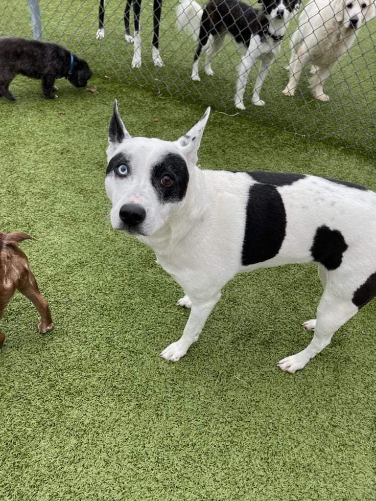 A group of dogs are standing on top of a lush green field.