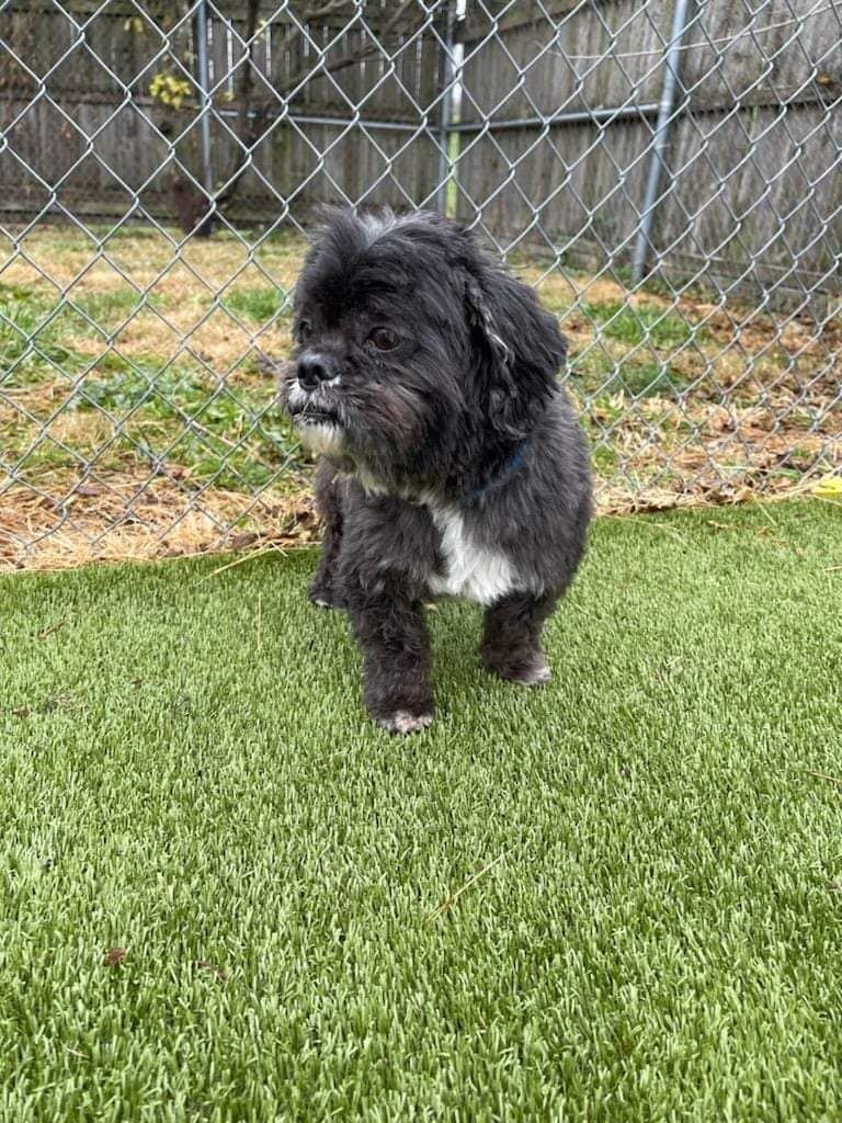 A small black and white dog is standing in the grass in front of a chain link fence.