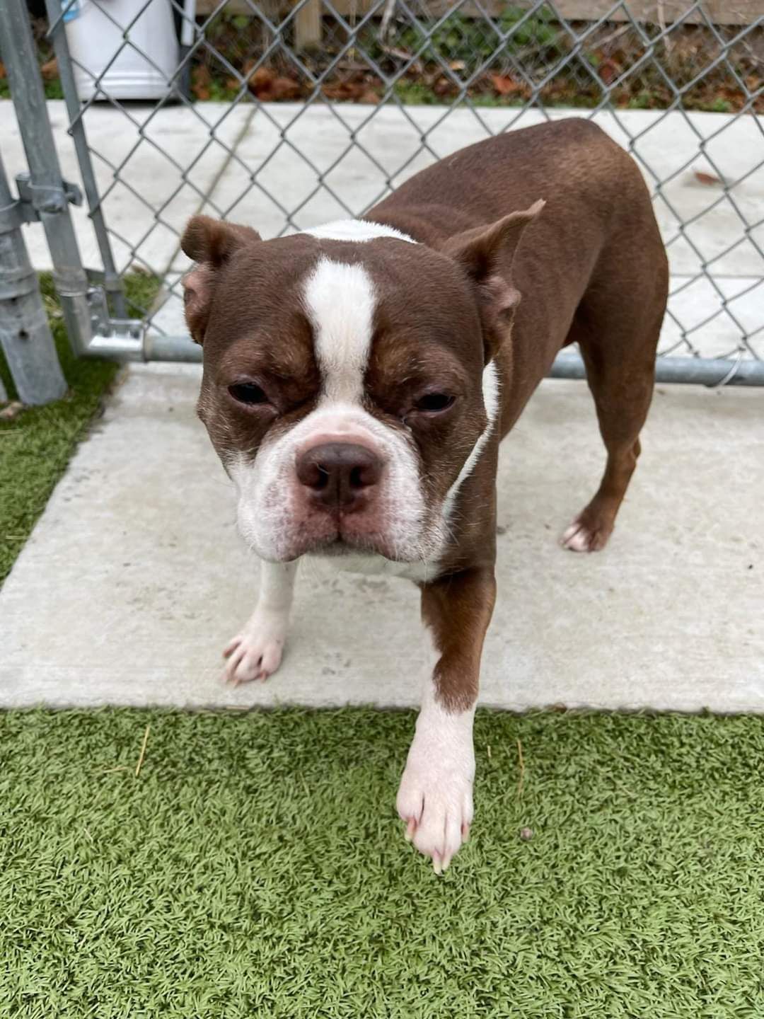 A brown and white dog is standing in front of a chain link fence.