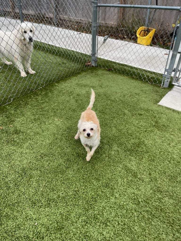 Two dogs are playing in a fenced in area.