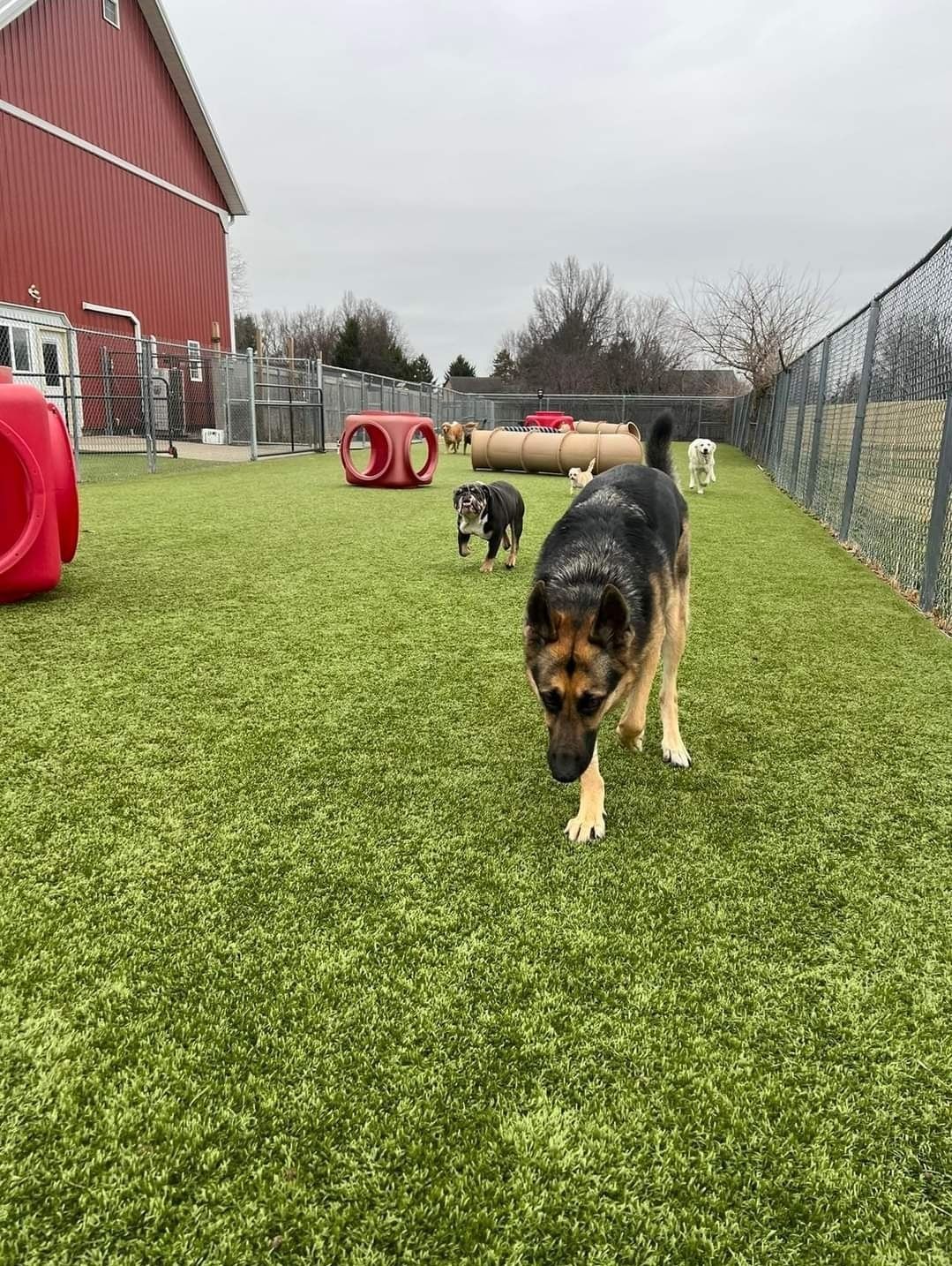 A german shepherd is walking on a lush green field.