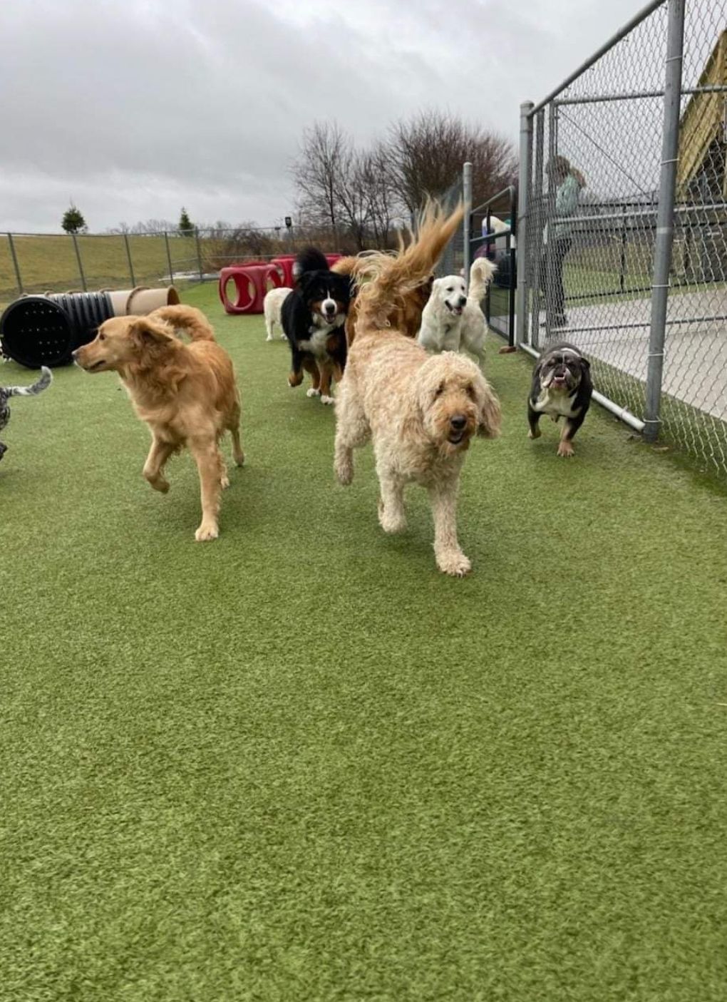 A group of dogs are running on a lush green field.