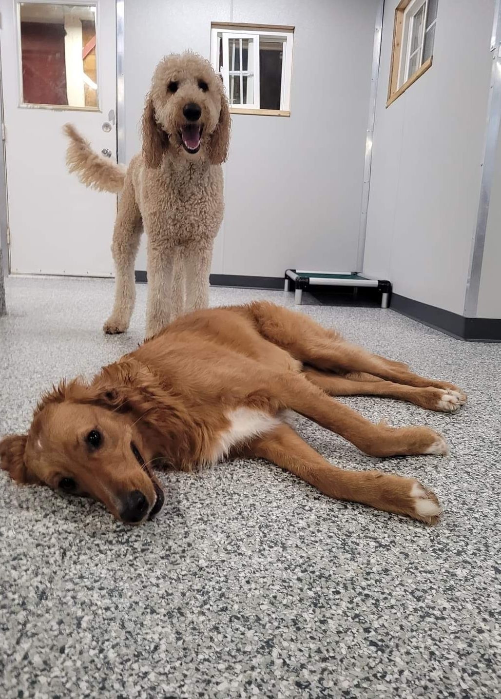 Two dogs are laying on the floor in a room.