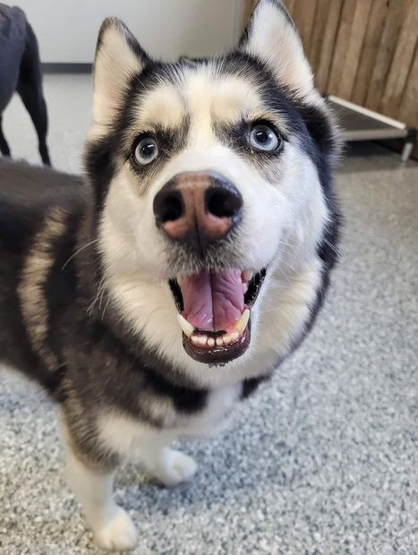 A husky dog with its tongue hanging out is smiling for the camera.