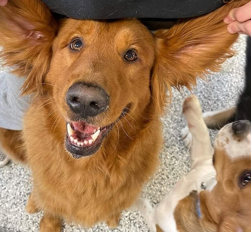 A person is holding a brown dog in their arms.