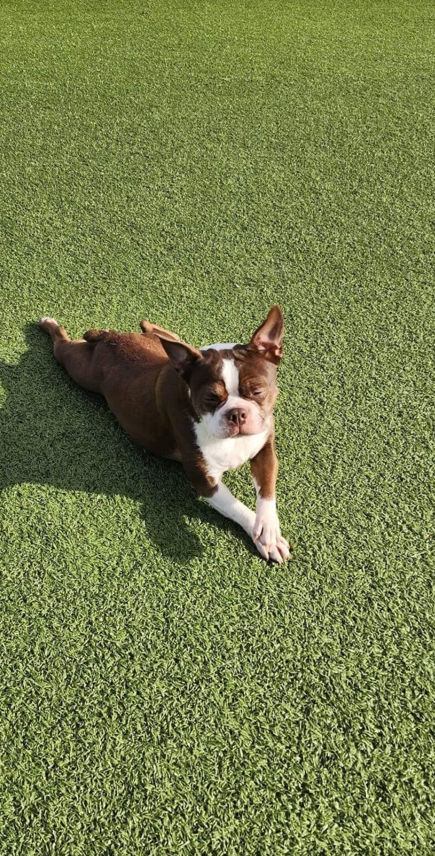 A brown and white dog is laying on top of a lush green field.