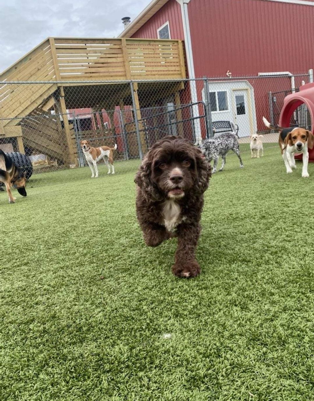 A group of dogs are playing in a yard with a red barn in the background.