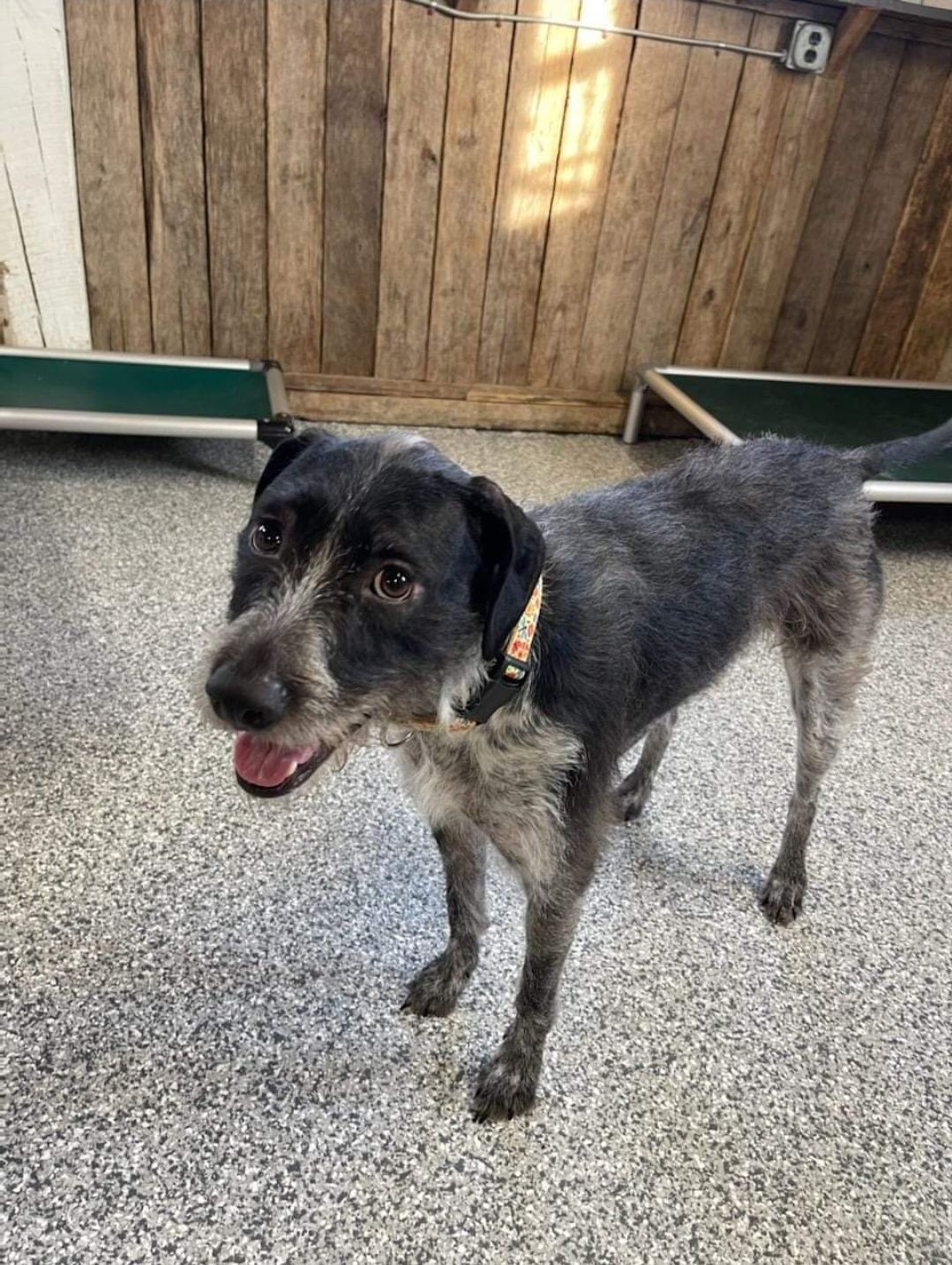 A black and white dog is standing on a concrete floor.