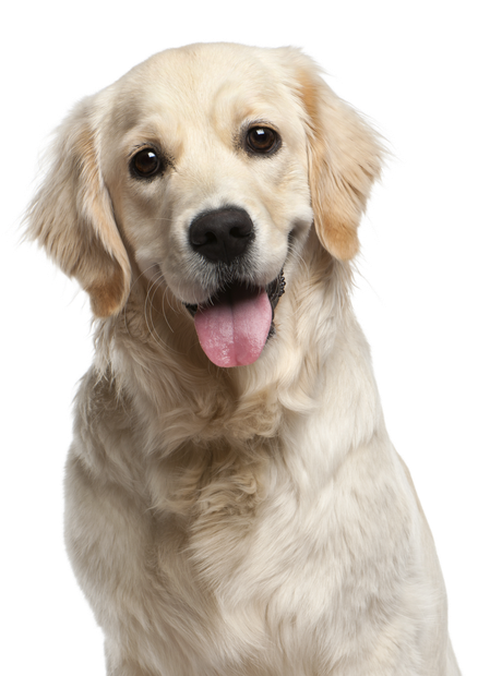 A golden retriever puppy is sitting in front of a white background and sticking its tongue out.