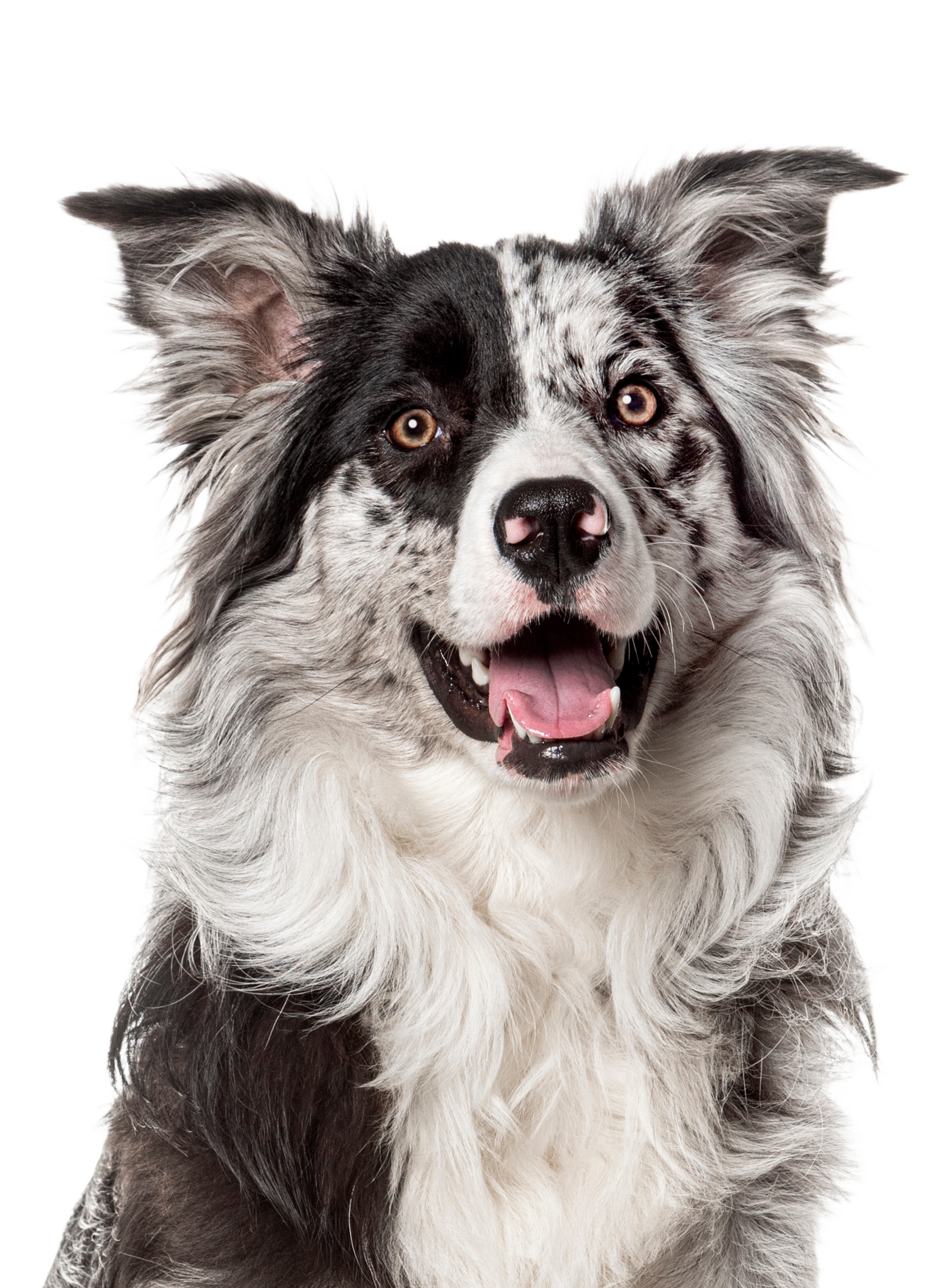 A black and white border collie dog is sitting in front of a white background and smiling.