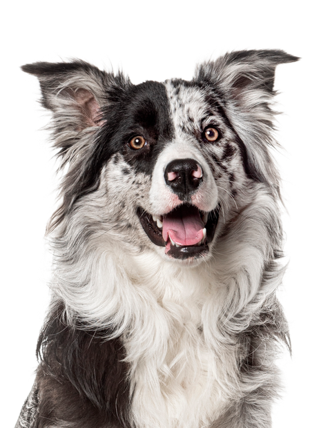 A black and white border collie dog is sitting in front of a white background and smiling.