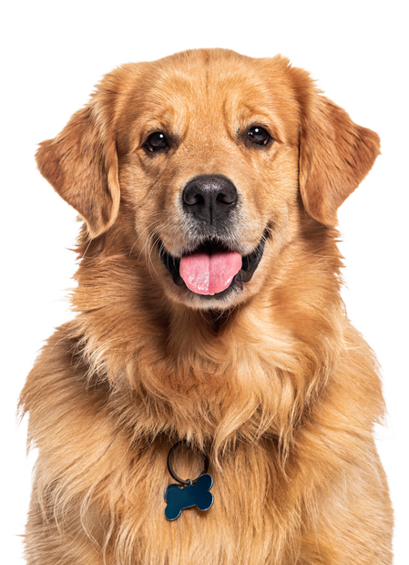 A close up of a golden retriever dog with its tongue out.