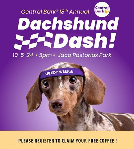 A dachshund wearing a speedy weenie headband is on a purple background.