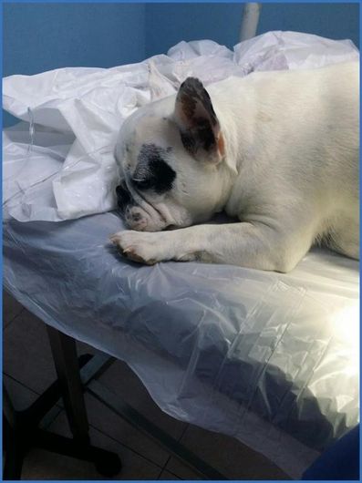 un cane bianco su un lettino del veterinario