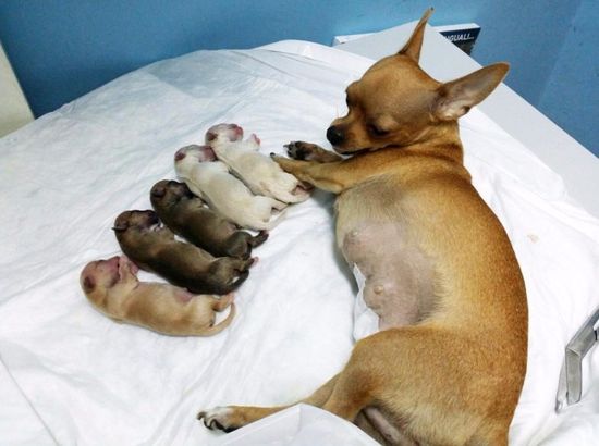 un Chihuahua marrone con i cuccioli sdraiati su un lettino