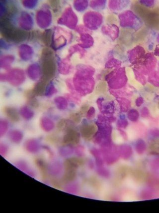 vista di un'analisi di laboratorio