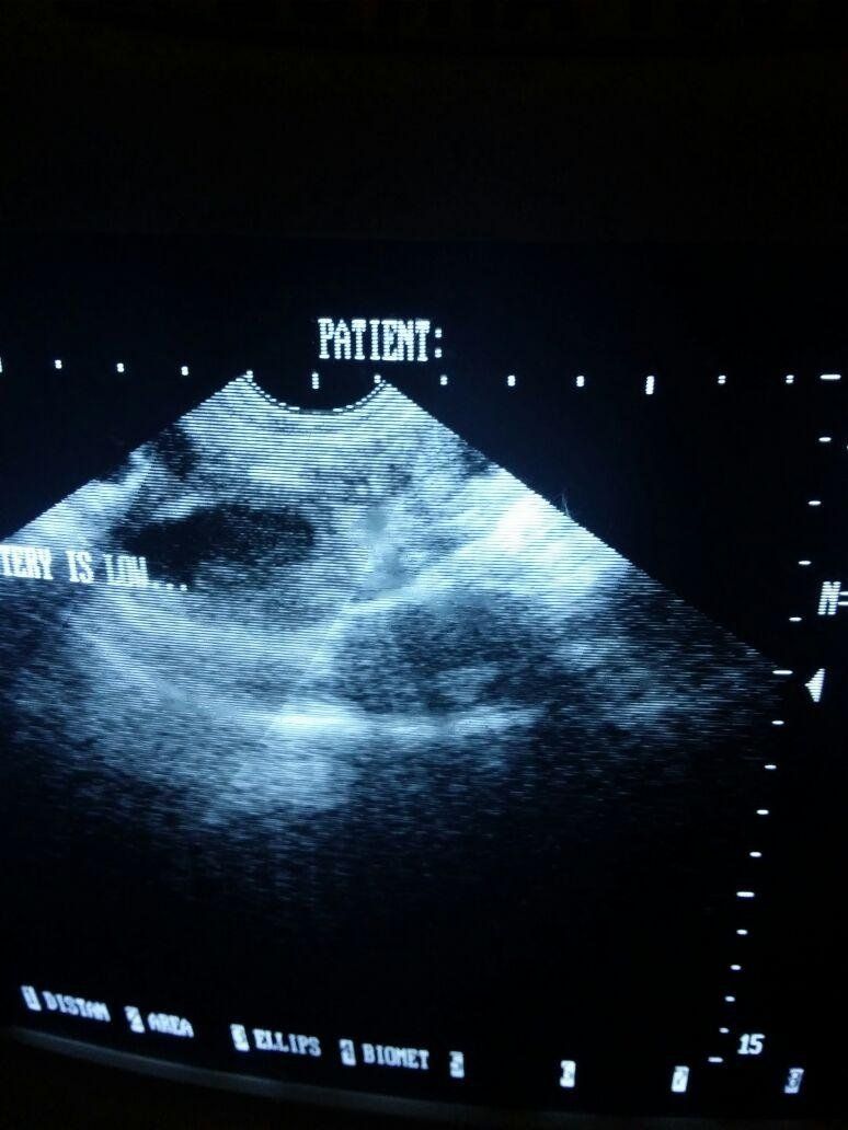 Ecografia veterinaria