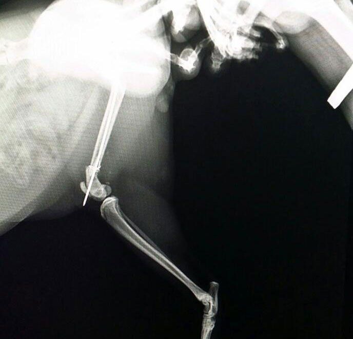 lastra di una radiografia veterinaria