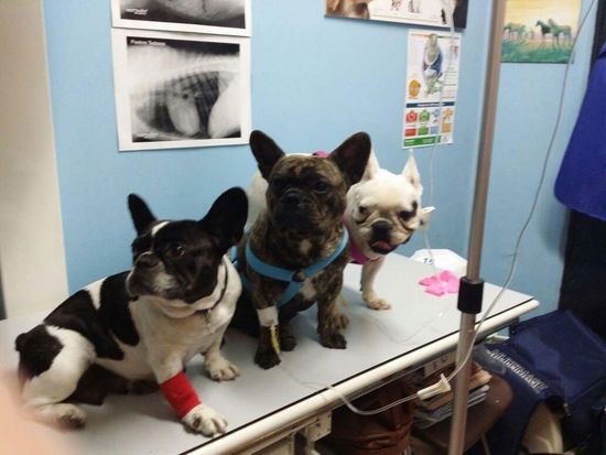 dei cani di razza Bulldog Francese seduti su un lettino da un veterinario