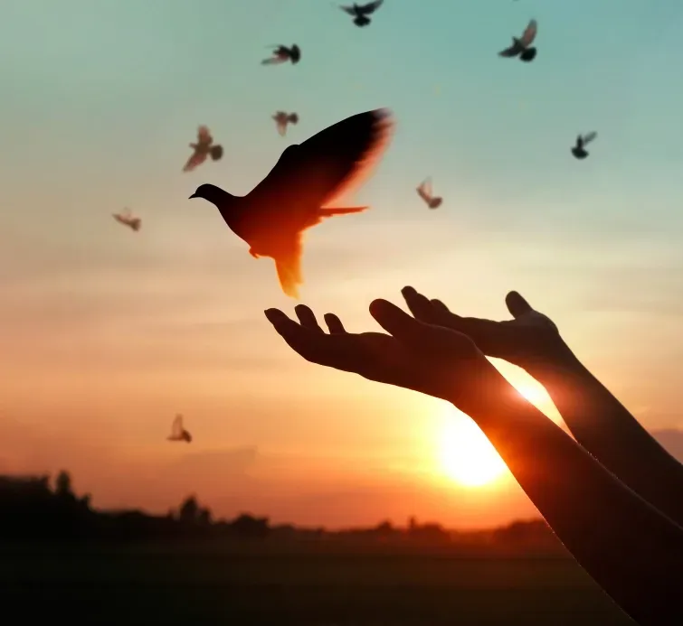 Person Releasing Doves At Sunset — Serene Therapy with Lana In Paddington, NSW
