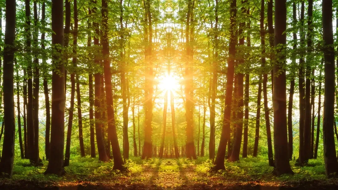Outdoor Dining Area With Glass Table, Wicker Chairs, and Lounge Chairs — Serene Therapy with Lana In Paddington, NSW