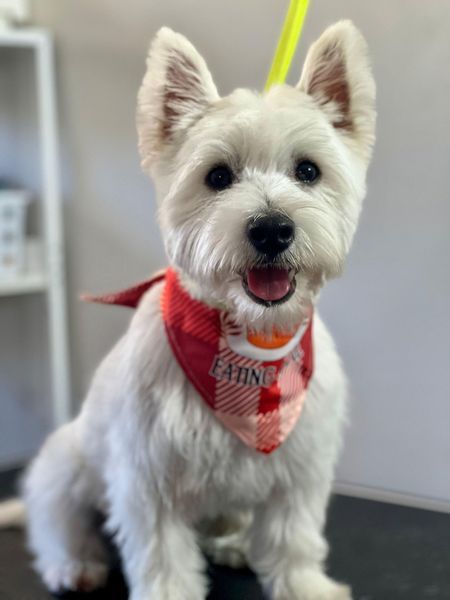 White West Highland Terrier wearing a red bandana, smiling happily.
