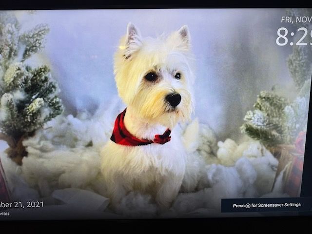 White dog with red plaid collar in a snowy scene; time stamp reads Friday, November 8:25.