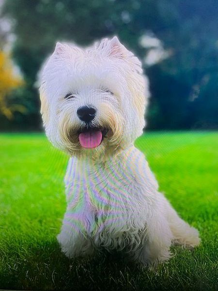 West Highland White Terrier sitting on grass, smiling with tongue out.