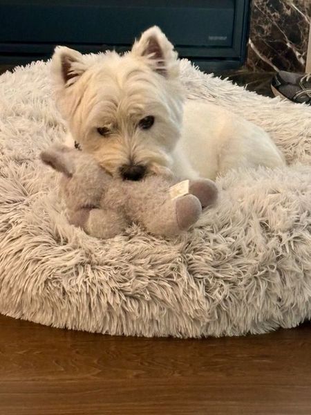 White West Highland Terrier dog resting in fluffy bed, holding a grey stuffed animal.