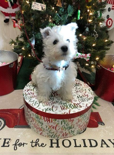 White West Highland Terrier puppy sits on a Christmas-themed gift box in front of a decorated tree.