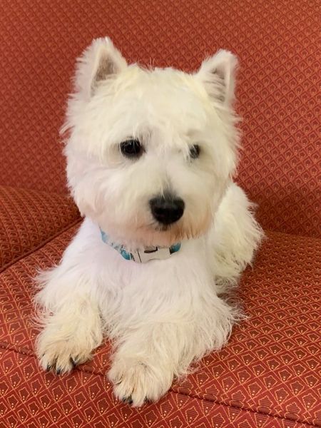 White West Highland Terrier dog with blue collar on red couch.