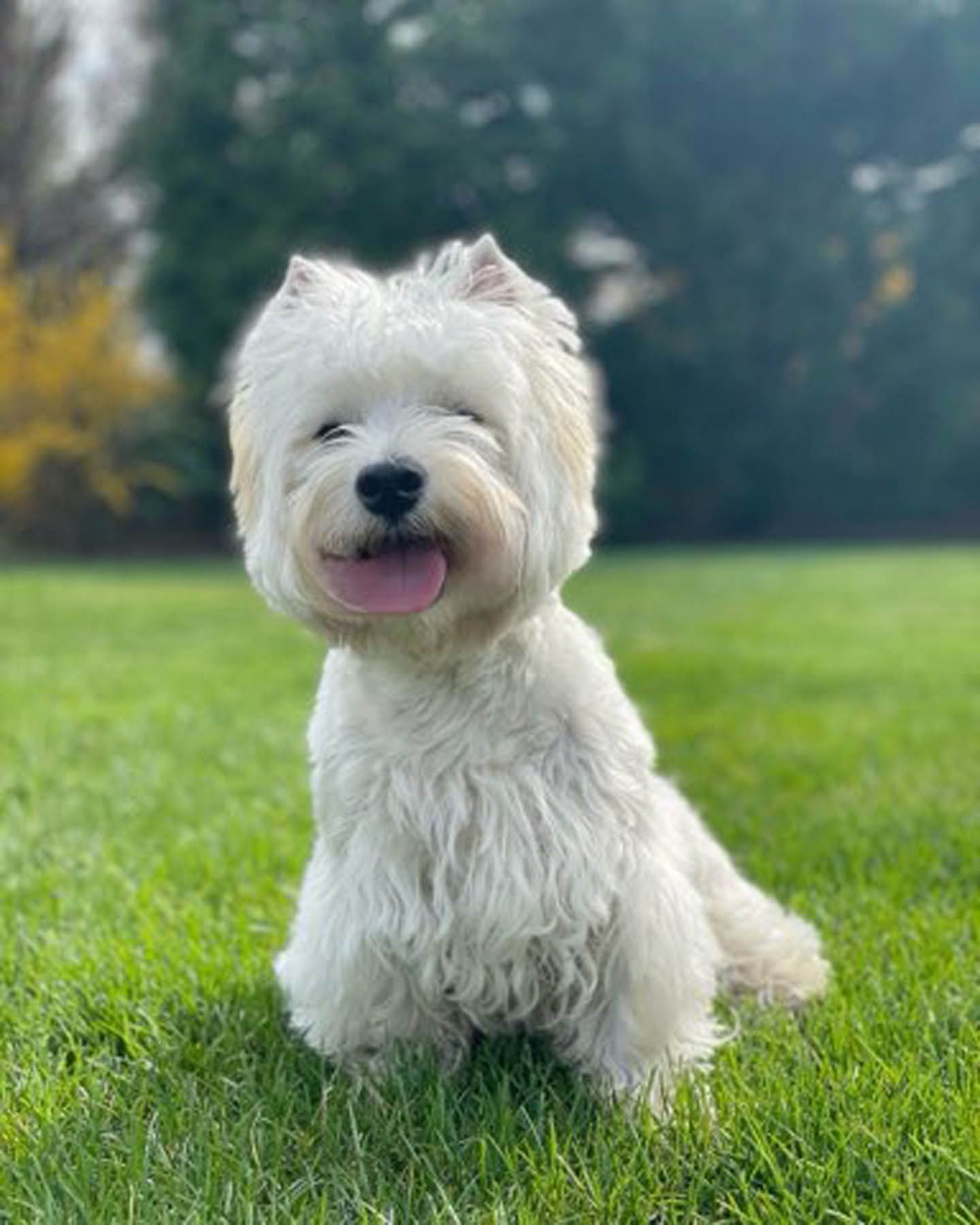 White West Highland Terrier dog sitting on green grass, smiling with tongue out.