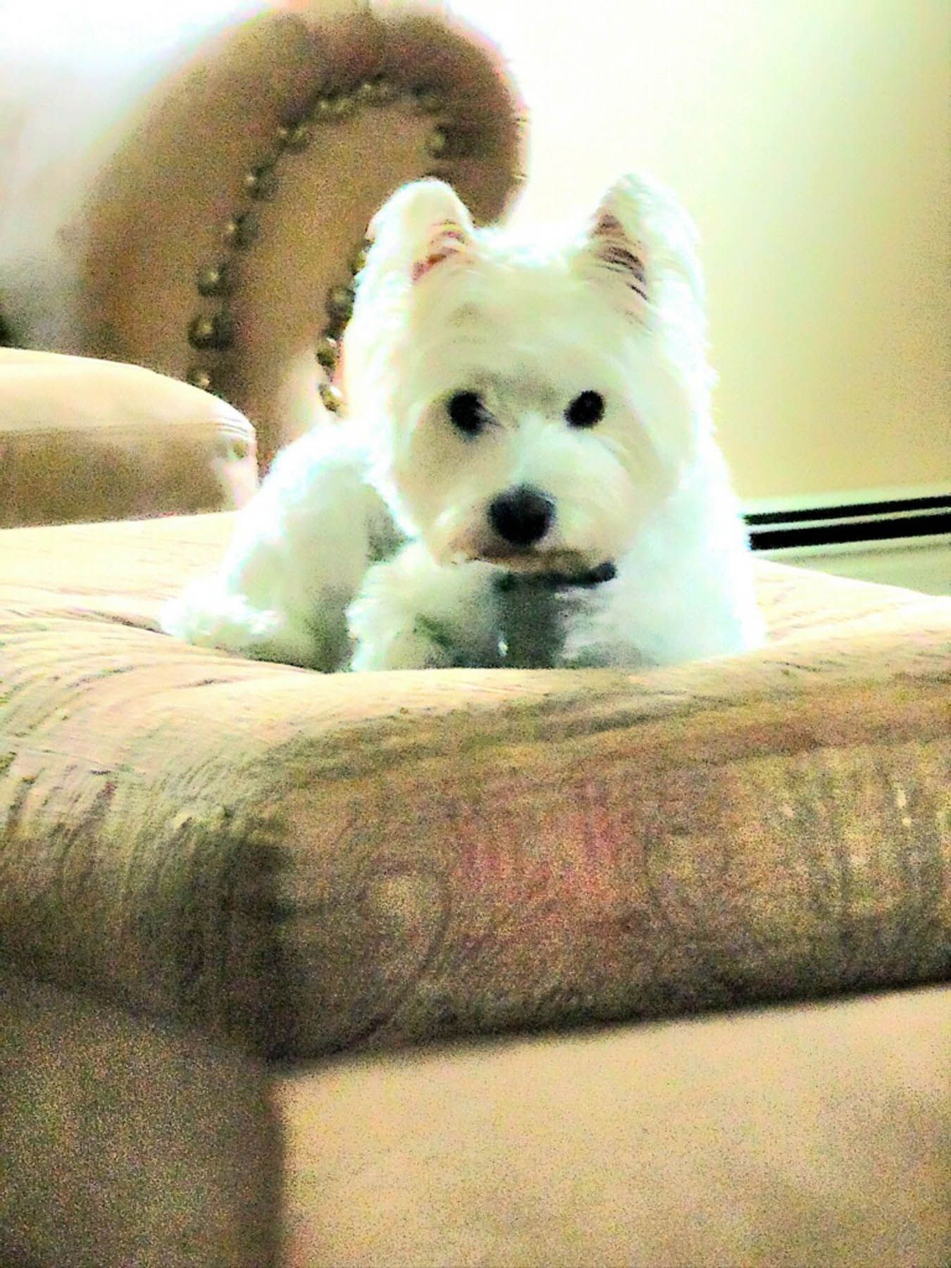 White dog with black eyes and nose, resting on a brown patterned couch.
