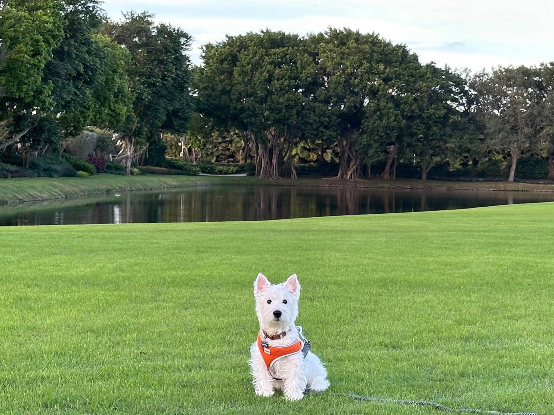 White dog with orange harness sits on green grass in front of a pond and trees.