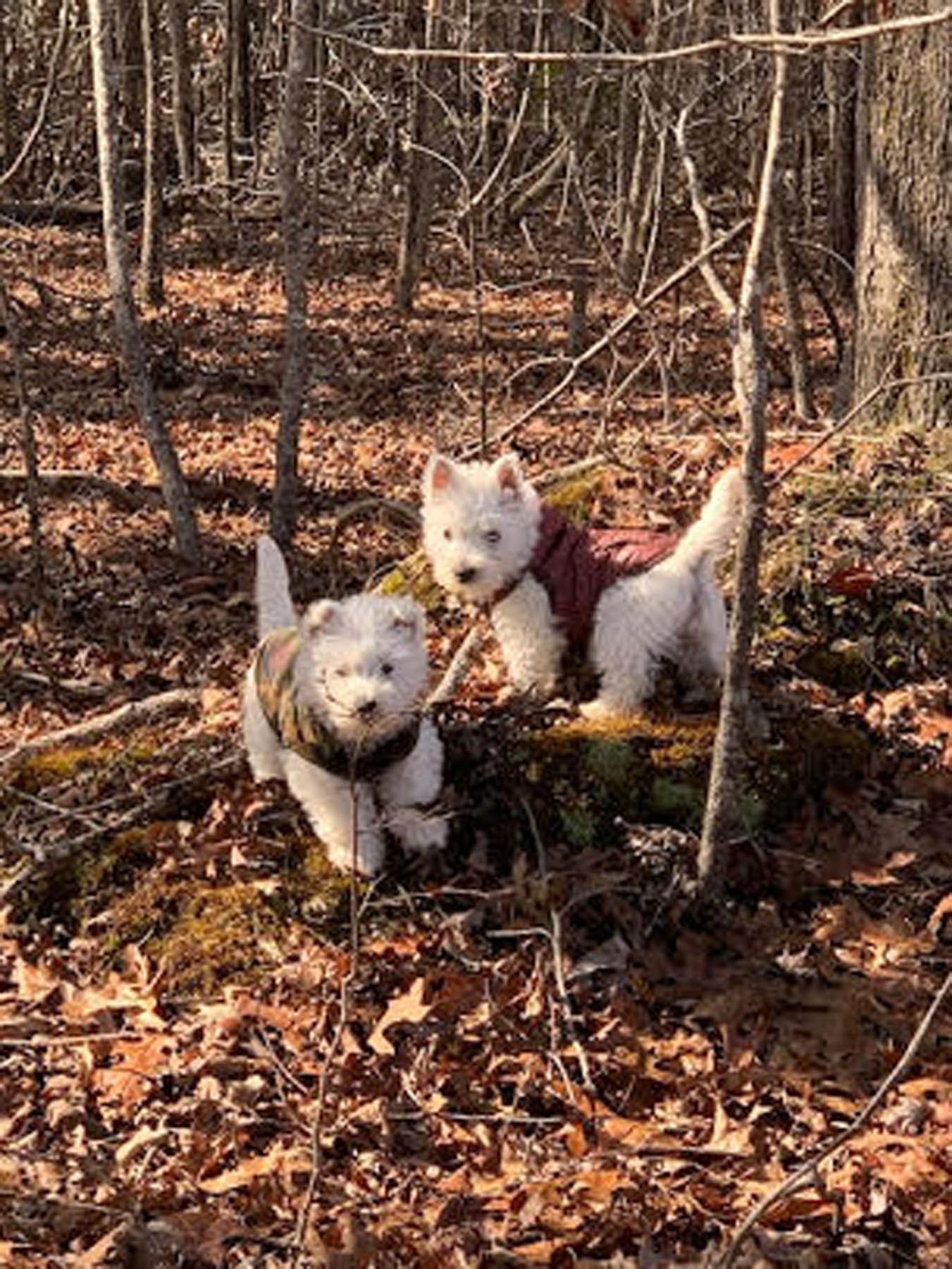 Two white West Highland Terriers in jackets standing in a forest with brown leaves.