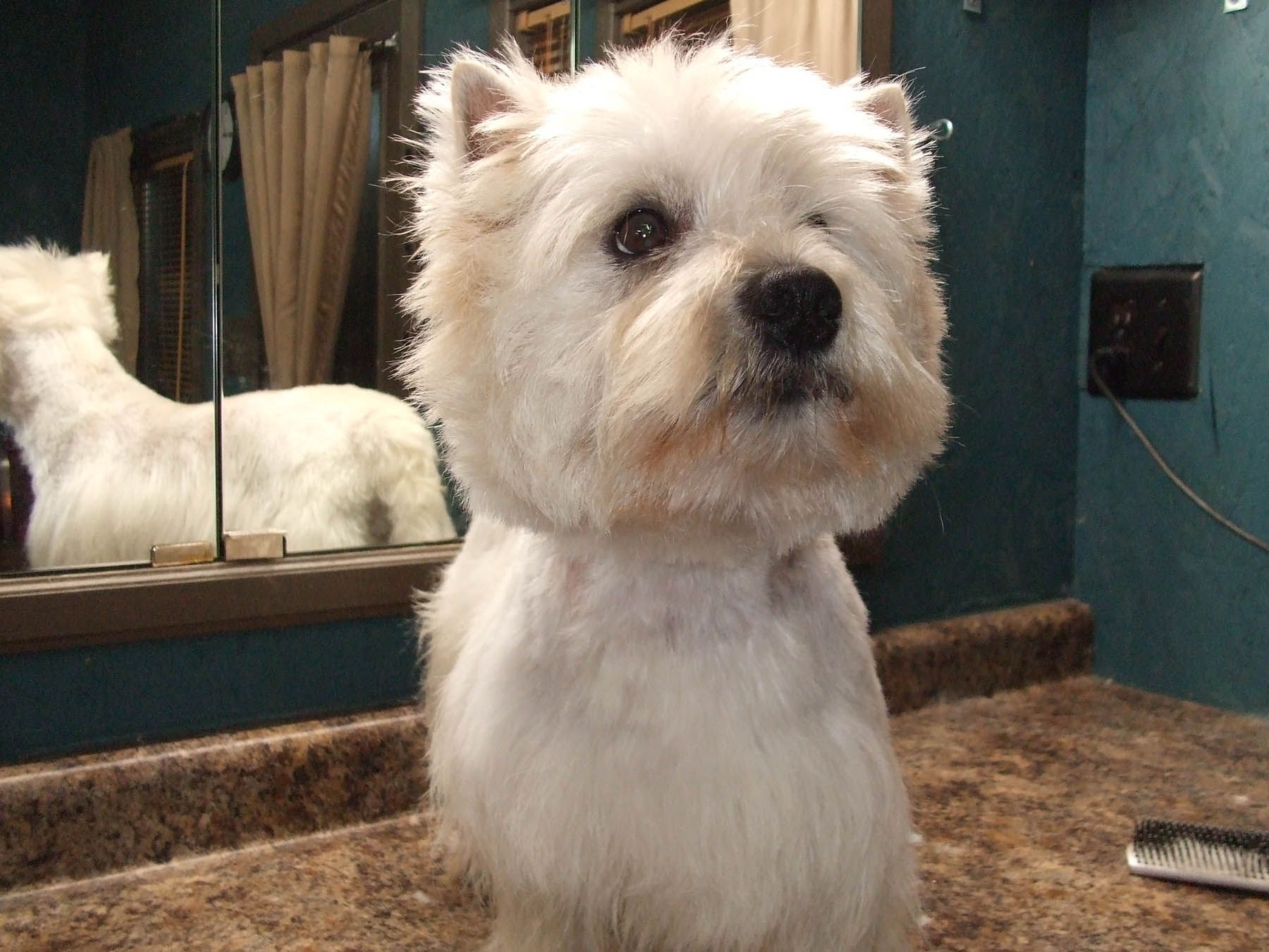 White West Highland Terrier with a freshly groomed haircut, in a bathroom.